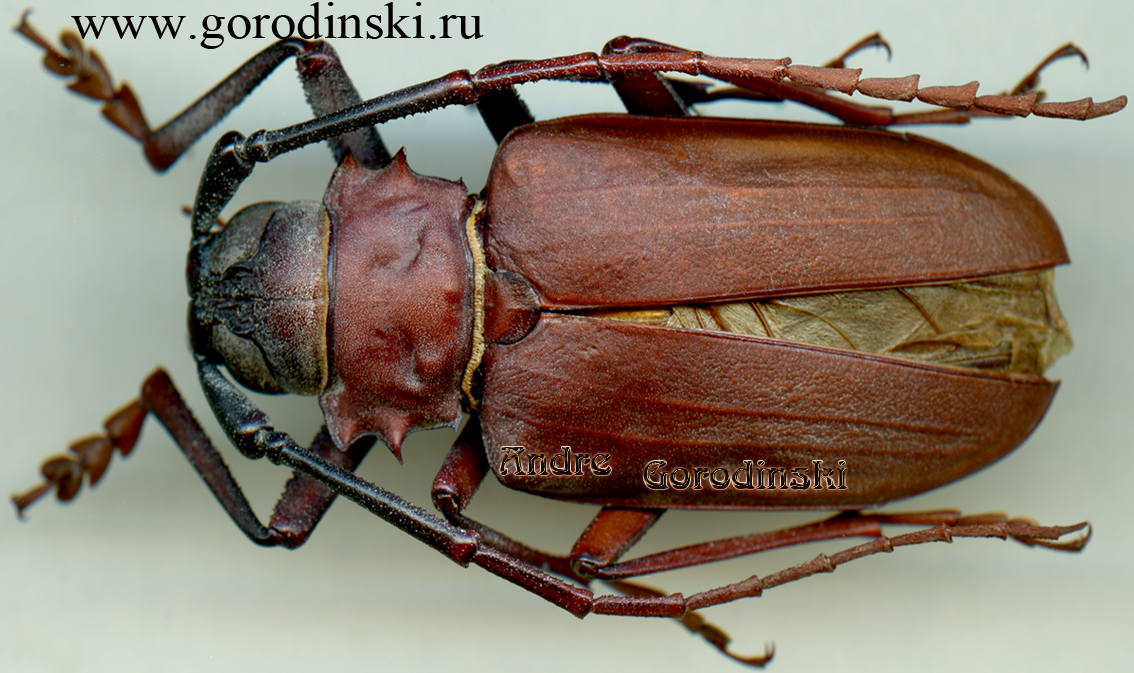 http://www.gorodinski.ru/cerambyx/Priotyrannus closteroides.jpg
